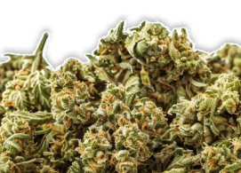 CBD tous les jours à Colmar | Tabac du Ladhof